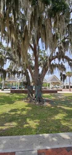 Kissimmee-Lakefront-Park-14